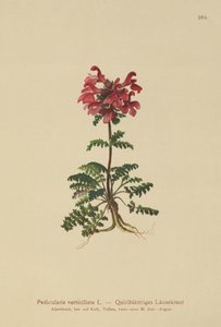 Slyngelusurt (Pedicularis verticillata) av German School
