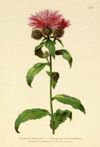 Parykk Knapweed (Centaurea Phrygia) av German School
