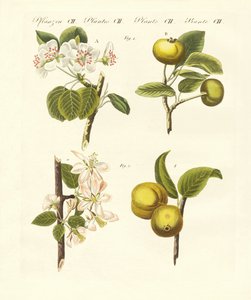 Ville typer frukt (farget gravering) av German School