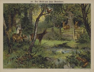 Wildtiere von German School