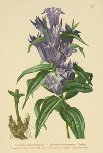 Willow Gentian (Gentiana asclepiadea) av German School