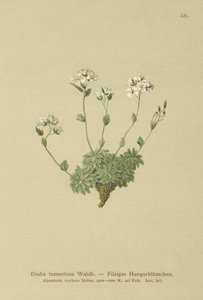 Wolley Whitlow-gress (Draba tomentosa) av German School