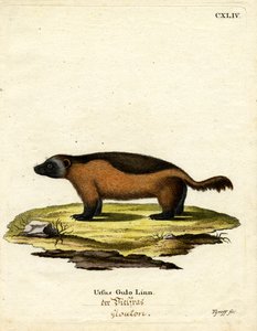 Wolverine (farget gravering) av German School