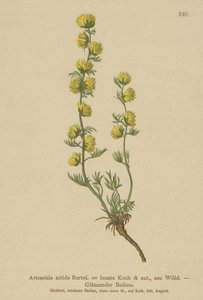 Malurt (Artemisia nitida, Artemisia lantana) av German School
