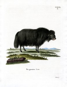 Yak (farget gravering) av German School