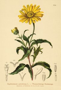 Gult okseøye (Buphthalmum salicifolium) av German School