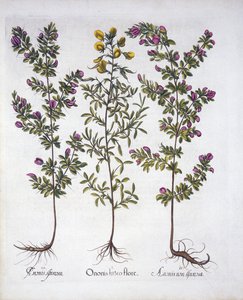 Yellow Rest-Harrow, Pink Rest-Harrow og Pink Thorny Rest-Harrow, fra Hortus Eystettensis, av Basil Besler (1561-1629), pub. 1613 (håndfarget gravering) av German School