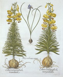 Yellow Turkscap Lily med pære og dvergblåøyde gress, fra Hortus Eystettensis, av Basil Besler (1561-1629), pub. 1613 (håndfarget gravering) av German School