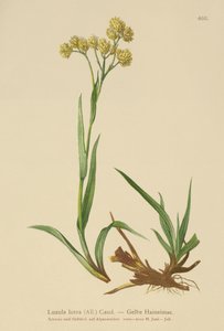 Yellow Wood-Rush (Luzula lutea) av German School