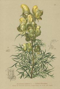 Gul munkehet (Aconitum anthora) av German School