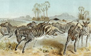 Zebra, plate fra "Brehms Tierleben: Allgemeine Kunde des Tierreichs", bd. 3, s. 81, utgitt av Bibliographisches Institut av German School