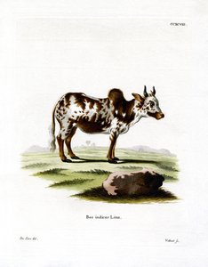 Zebu (farget gravering) av German School