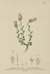 Zois klokkeblomst (Campanula Zoysii) av German School