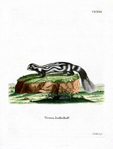 Zorilla (farget gravering) av German School