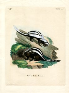 Zorilla (farget gravering) av German School