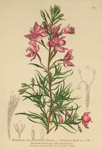 rosmarinbladet pileurt (Epilobium rosmarinifolium, Epilobium Dodonaei) av German School