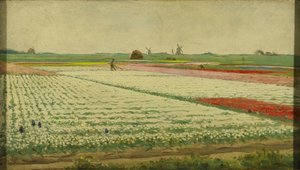 Tulipanmarker