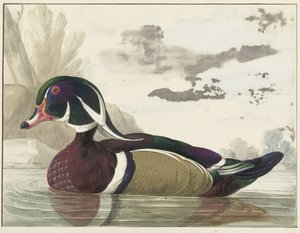 carolina duck av Gerrit van den Heuvel