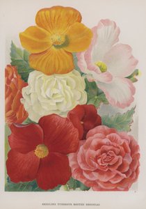 Frøplante Knollrotede Begonia