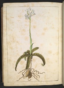 En plante med hvite kronblad, fra "Paintings of Flora of the Roman States" av Gherardo Cibo, Add MS 22333, f173v, c.1564-84 (akvarell og gouache på papir) av Gherardo Cibo