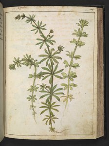 En plante med grønne blader, fra "Paintings of Flora of the Roman States" av Gherardo Cibo, Add MS 22333, f125r, c.1564-84 (akvarell og gouache på papir) av Gherardo Cibo