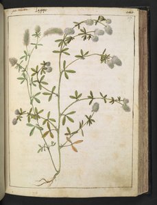 En plante med hvite blomster. , fra "Paintings of Flora of the Roman States" av Gherardo Cibo, Add MS 22333, f117r, c.1564-84 (akvarell og gouache på papir) av Gherardo Cibo