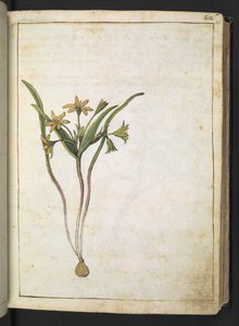 En plante med gule blomster, fra "Paintings of Flora of the Roman States" av Gherardo Cibo, Add MS 22333, f036r, c.1564-84 (akvarell og gouache på papir) av Gherardo Cibo