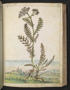 Achillea millefolium: En høy bregnetype plante med hvite blomster, fra "Paintings of Flora of the Roman States" av Gherardo Cibo, Add MS 22333, f114r, ca. 1564-84 (akvarell og gouache på papir)