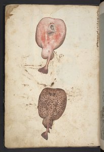 Legg til MS 22333, Malerier av floraen i de romerske statene, ca. 1564-84 (akvarell og gouache på papir)