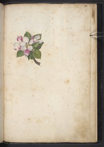 Legg til MS 22333 f61r, Blossom, fra 'Paintings of flora of the Roman States', ca. 1564-84 (akvarell og gouache på papir) av Gherardo Cibo