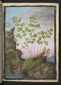 Adiantum capillus-veneris, fra "Paintings of Flora of the Roman States" av Gherardo Cibo, Add MS 22333, f017r, c.1564-84 (akvarell og gouache på papir) av Gherardo Cibo