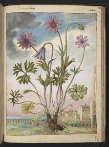 Anemone hortensis, fra "Paintings of Flora of the Roman States" av Gherardo Cibo, Add MS 22333, f174r, c.1564-84 (akvarell og gouache på papir)