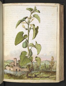 Aristolochia clematitis, fra "Paintings of Flora of the Roman States" av Gherardo Cibo, Add MS 22333, f077r, c.1564-84 (akvarell og gouache på papir) av Gherardo Cibo