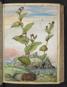 Aristolochia rotunda: En fruktbærende plante, fra "Paintings of Flora of the Roman States" av Gherardo Cibo, Add MS 22333, f078r, c.1564-84 (akvarell og gouache på papir) av Gherardo Cibo