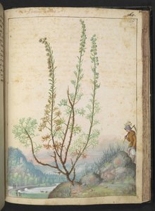 Artemisia abrotanum (southernwood), fra "Paintings of Flora of the Roman States" av Gherardo Cibo, Add MS 22333, f157r, c.1564-84 (akvarell og gouache på papir)