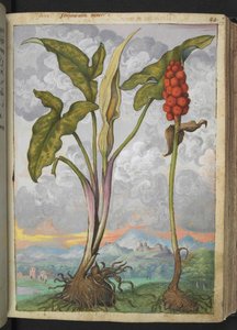 Arum italicum, fra "Paintings of Flora of the Roman States" av Gherardo Cibo, Add MS 22333, f053r, c.1564-84 (akvarell og gouache på papir)