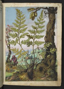 Asplenium adianthum nigrum, fra "Paintings of Flora of the Roman States" av Gherardo Cibo, Add MS 22333, f018r, c.1564-84 (akvarell og gouache på papir) av Gherardo Cibo
