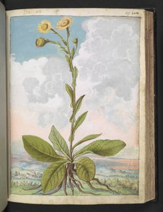 Baccara, fra "Paintings of Flora of the Roman States" av Gherardo Cibo, Add MS 22333, f109r, c.1564-84 (akvarell og gouache på papir)