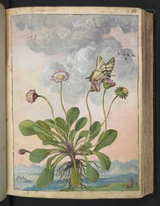 Bellis perennis, fra "Paintings of Flora of the Roman States" av Gherardo Cibo, Add MS 22333, f067r, c.1564-84 (akvarell og gouache på papir)