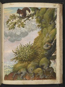 Bryophyte (mose) og et ekorn som sitter på grenen til et tre, fra "Paintings of Flora of the Roman States" av Gherardo Cibo, Add MS 22333, f172r, ca. 1564-84 (akvarell og gouache på papir) av Gherardo Cibo