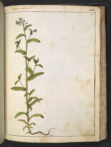 Buglossa, Anchusa azurea (Loddon Royalist), fra "Paintings of Flora of the Roman States" av Gherardo Cibo, Add MS 22333, f153r, c.1564-84 (akvarell og gouache på papir) av Gherardo Cibo