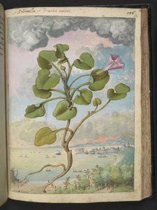 Calystegia soldanella, fra "Paintings of Flora of the Roman States" av Gherardo Cibo, Add MS 22333, f150r, c.1564-84 (akvarell og gouache på papir) av Gherardo Cibo