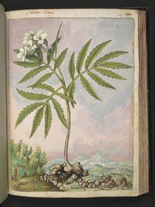Cardamine heptaphylla, fra "Paintings of Flora of the Roman States" av Gherardo Cibo, Add MS 22333, f127r, c.1564-84 (akvarell og gouache på papir) av Gherardo Cibo