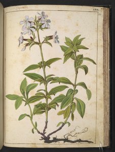 Caryophyllaceae (Soapwort): en slekt av blomstrende planter i den rosa familien, fra "Paintings of Flora of the Roman States" av Gherardo Cibo, Add MS 22333, f164r, ca. 1564-84 (akvarell og gouache på papir)