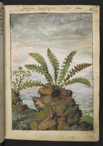 Ceterach officinarum, fra "Paintings of Flora of the Roman States" av Gherardo Cibo, Add MS 22333, f013r, c.1564-84 (akvarell og gouache på papir)