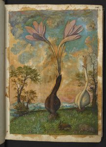 Colchicum autumnale, fra "Paintings of Flora of the Roman States" av Gherardo Cibo, Add MS 22333, f022r, c.1564-84 (akvarell og gouache på papir) av Gherardo Cibo