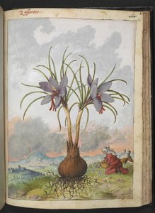 Crocus sativus (Saffron), fra "Paintings of Flora of the Roman States" av Gherardo Cibo, Add MS 22333, f160r, c.1564-84 (akvarell og gouache på papir) av Gherardo Cibo