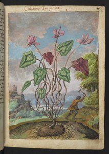 Cyclamen hederifolium, fra "Paintings of Flora of the Roman States" av Gherardo Cibo, Add MS 22333, f012r, c.1564-84 (akvarell og gouache på papir) av Gherardo Cibo