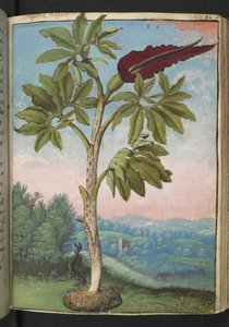 Dracunculus vulgaris, fra "Paintings of Flora of the Roman States" av Gherardo Cibo, Add MS 22333, f054r, c.1564-84 (akvarell og gouache på papir) av Gherardo Cibo