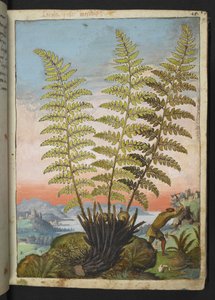 Dryopteris filix mas: En bregne, fra "Paintings of Flora of the Roman States" av Gherardo Cibo, Add MS 22333, f019r, c.1564-84 (akvarell og gouache på papir) av Gherardo Cibo